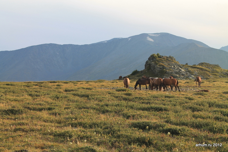 altai 2012