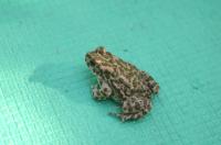  ˨ (Bufo viridis)