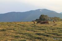 altai 2012